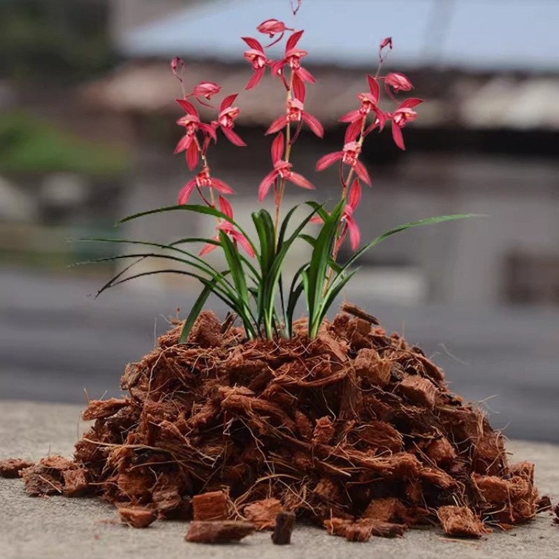 Brique de fibre de coco avec e - Sphagnum Moss Dry avis et prix