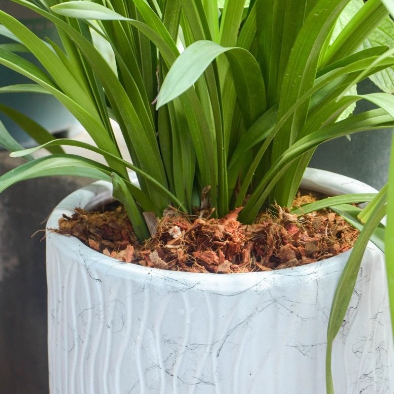 Brique de fibre de coco avec e - Sphagnum Moss Dry avis et prix