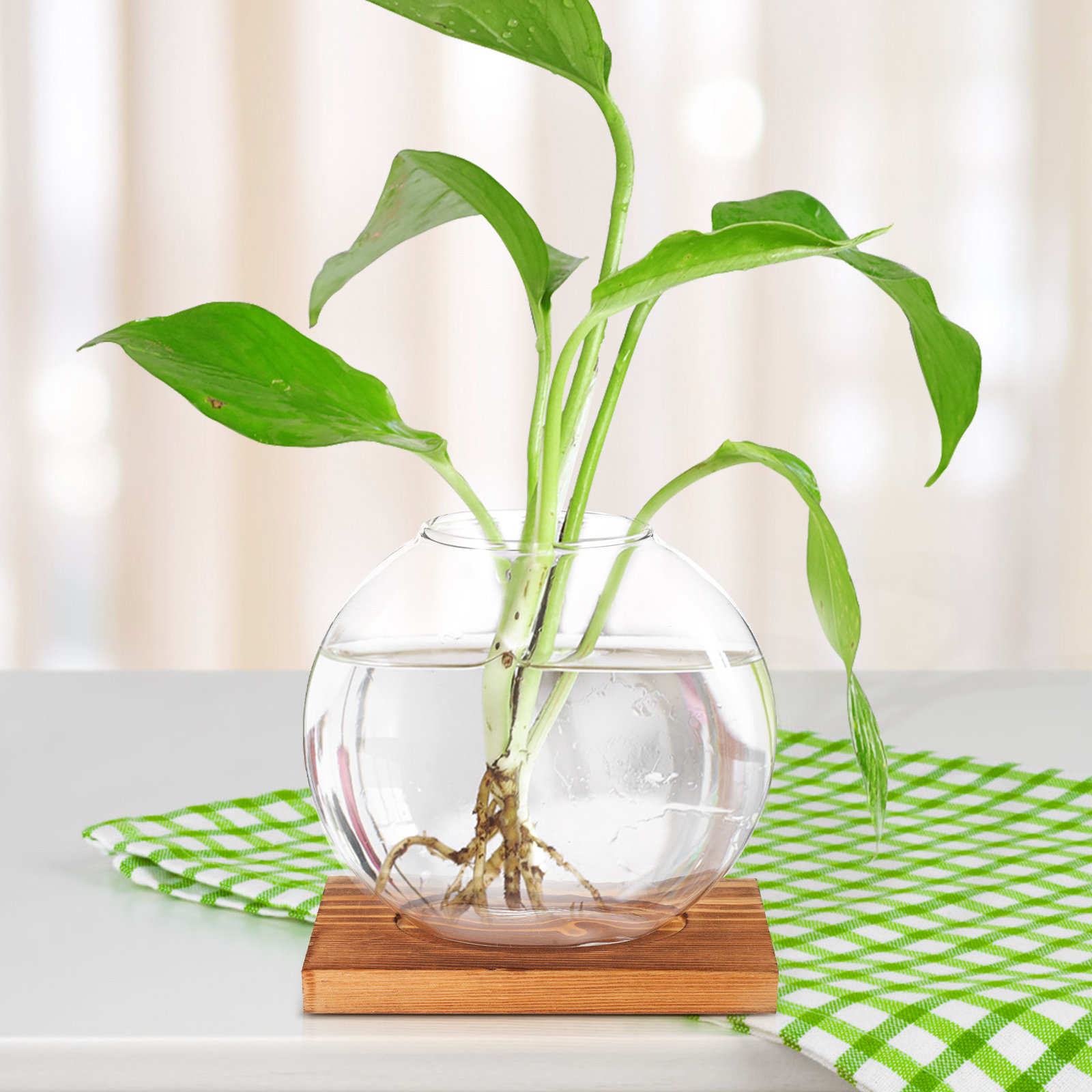 Vase hydroponique en verre sur - Propagation Station Vase avis et prix